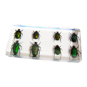 Esin-pisapapeles de cristal para <span class=keywords><strong>insectos</strong></span>, espécimen ámbar animal - Product Image 6