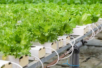 Système de culture hydroponique NFT pour serre verticale Seedafarm, circulation rapide de l'eau, cycle de croissance rapide des légumes à feuilles courtes, simple