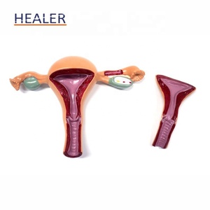 איבר הרבייה הנשי מודל anאטומי pvc רחם רחם רחם על השימוש בבית הספר לרפואה - Product Image 3