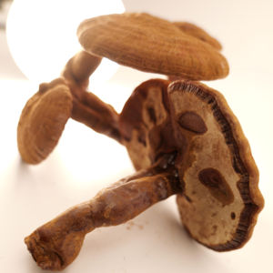 Capsules d'extraits végétaux : Reishi, Withania Somnifera, Shilajit, Ashwagandha (poudre) - Product Image 1