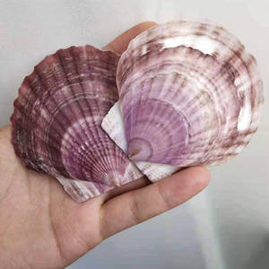 Assiette <span class=keywords><strong>en</strong></span> coquilles de cuisson, de qualité pour Restaurant, art nautique, grand plat pour barbecue, résistant aux hautes températures, g - Product Image 4