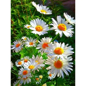Daisy Full Square Round Drill Diamond Painting 5D DIY Diamond Embroidery Flower Mosaic Crystal on Canvas for Home Decor