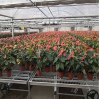 Bancs roulants hydroponiques pour l'agriculture en intérieur supports de culture verticaux et plateaux d'inondation pour les tables d'inondation/reflux de laitue