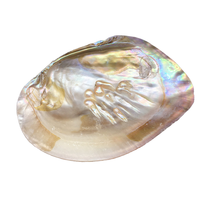 Perle d'eau douce naturelle Edwin Pearl 13-15cm, coquille d'huître, nacre, corail rond, pour la fabrication de bijoux DIY et artisanat