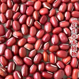High Quality Small Red/Adzuki Bean New Arrival Healthy <strong>Delicacy</strong> in Food &amp; Beverage - Product Image 5