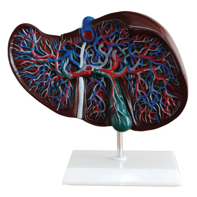 Human Liver Anatomy Model PVC Plastic Natural Life Size School Medical Teaching Equipment