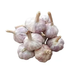 Red garlic 10kg loose bag pack new crop fresh garlic bulk offer