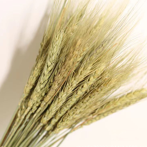 Vente flash : 50 <span class=keywords><strong>tiges</strong></span> de blé séché naturel - Décoration de table de mariage rustique, décoration de ferme, ornement de maison - Product Image 4