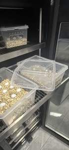 2025 nouveau contrôle de température pour l'incubation d'oeufs de lézard avec le meilleur incubateur de Reptile de l'environnement 130L - Product Image 5