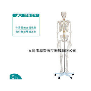 Modèle de squelette humain Houpu 180 cm en PVC, modèle éducatif pour la science médicale - Product Image 2