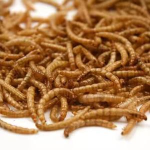 Vente en Gros Directe d'Usine de Larves Riches en Protéines et Nutriments - Insectes Comestibles, Vers de Farine Séchés pour Oiseaux, Amphibiens et Appâts Aquatiques - Product Image 3