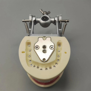 Modelo de Dientes Humanos para Higiene Dental, Modelo Educativo Estándar, Dientes Tipodontes - Product Image 3