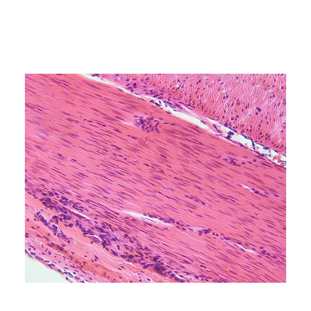 High Quality Human Histology Slides for Higher Education Smooth Muscle C.S & L.S Teaching Resources