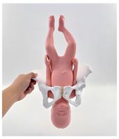 Modelo Flexible de Pelvis Femenina y Feto a Termen para Demostración de Parto Obstétrico y Entrenamiento de Partería