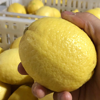Citron frais sans pépins de haute qualité en gros, avec une durée de conservation de 60 jours, stockage à froid pour l'exportation