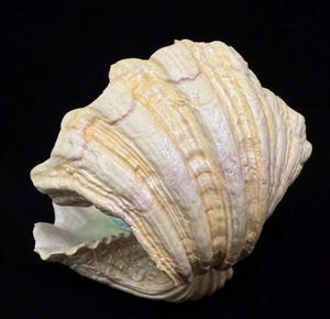 <strong>Mermaid</strong> in <strong>Seashell</strong> Figurine for Ocean Fantasy Decor - Product Image 6