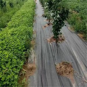 농업 플라스틱 그물 정원 잡초 장벽 직물 검은 잡초 롤 제어 검은 사각형 지상 덮개 - Product Image 5