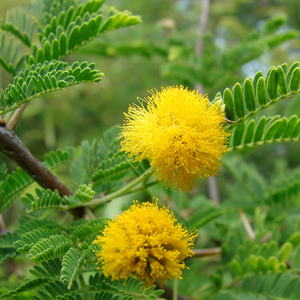 Fabriek Bulkvoorraad Gouden Vlechtextract Poeder <span class=keywords><strong>Acacia</strong></span> <span class=keywords><strong>Farnesiana</strong></span> <span class=keywords><strong>Extract</strong></span> 10:1 Poeder - Product Image 2