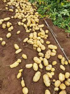 Mùa giải mới khoai tây giá rẻ giá tươi Khoai Tây Rau xuất khẩu trên toàn thế giới Chất lượng cao bán buôn - Product Image 3