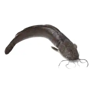 Farm Frozen Whole Catfish For Sale Catfish Whole Round 1000-2000g for African Markets