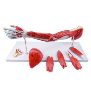 मानव ऊपरी अंग शरीर शरीर की मांसपेशी हाथ मॉडल चिकित्सा विज्ञान हाथ - Product Image 2