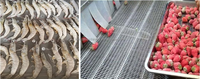 Lonkia Commerciële Industriële Bubble Fruit Avocado Mango Groente Aardappel Wasmachine/Bevroren Groente Productielijn