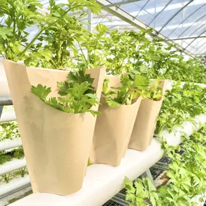 สลัดผักกาดหอม Hydroponics ที่มีรากสดใสเก็บถุงรีไซเคิลสมุนไพรแขนสมุนไพรสดพร้อมปิดด้านล่าง