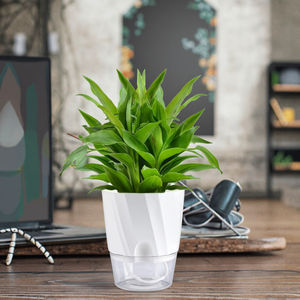 Maceta Hidropónica Moderna de Doble Capa con Autorriego Rourke, Maceta Transparente de Plástico PP para Bonsái, Maceta de Escritorio con Entrada de Agua - Product Image 3