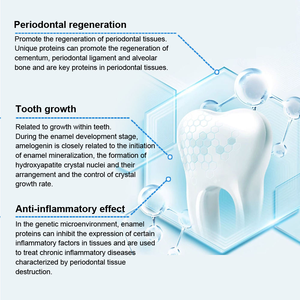 Péptido Bespeptide EMD para Reparación Bucal, Proteína de Matriz de Esmalte, Péptido de Regeneración Periodontal para Fábricas de Cosméticos, Venta al Por Mayor - Product Image 6