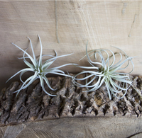 Super Septembre Offres Spéciales Ensemble de 5 Faux Artificiels Tillandsia Air Plants Broméliacées
