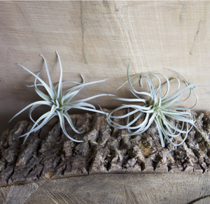 Super <span class=keywords><strong>Septembre</strong></span> Offres Spéciales Ensemble de 5 Faux Artificiels Tillandsia Air Plants Broméliacées - Product Image 5