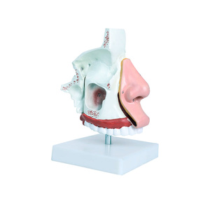 Modelo de anatomía nasal de PVC con textura suave Chinon BIX-A1059 del Medical College, ampliado dos veces para que los estudiantes entiendan la anatomía nasal interna - Product Image 1