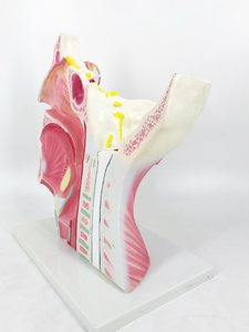 Modèle anatomique des nerfs crâniens et autonomes - Matériel PVC réaliste et durable - Product Image 5