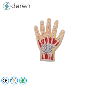 Modelo <span class=keywords><strong>de</strong></span> Sección Sagital <span class=keywords><strong>de</strong></span> la Articulación del Hombro con Músculos y <span class=keywords><strong>Huesos</strong></span>, Modelo <span class=keywords><strong>de</strong></span> Anatomía del Hombro Humano para Entrenamiento - Product Image 6