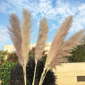 Gazon rouge du Yunnan, fleur artificielle pour décoration de la maison, prix d'usine