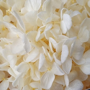 Ogni amore all'ingrosso foglia tenera conservato fiore secco grande ortensia rossa per la decorazione di nozze decorazioni per la casa - Product Image 4