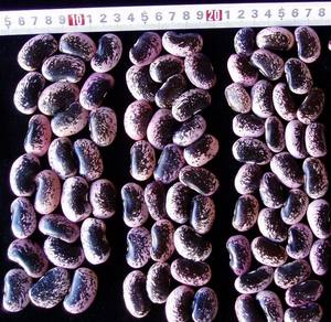 Frijoles de mantequilla chinos Nihewan secos no Gmo púrpura frijoles de riñón moteados negros grandes - Product Image 2