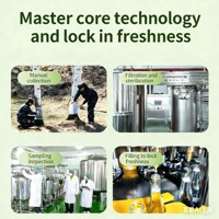 Boisson à base de sève de bouleau naturelle Jiufengshan Yangxingu sans sucre ajouté, eau d'arbre rafraîchissante, boîte économique de 6 bouteilles
