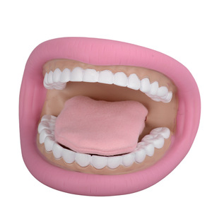 Modèle dentaire standard en gros TL-YL035 TIANLIAN – Modèle anatomique en résine pour l'enseignement, la beauté dentaire et les prothèses orales - Product Image 2
