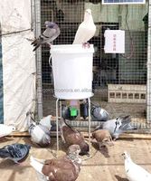 Mangeoire automatique à distance et programmable pour animaux d'élevage, abreuvoir pour poulets, canards, oies, tortues, pigeons