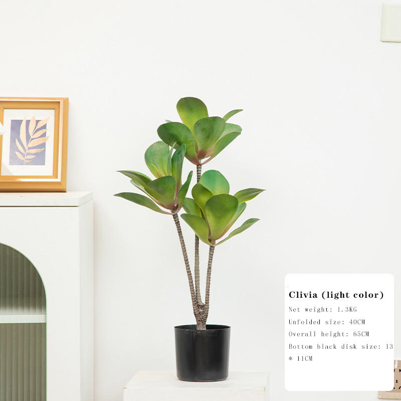 กล้วยไม้สุภาพบุรุษอวบน้ำ (สีอ่อน)