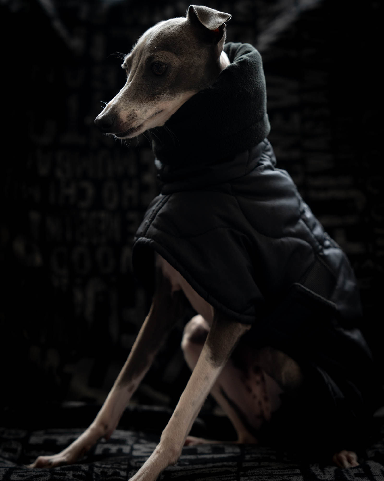 Noir