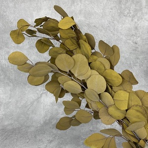 Venta al por mayor directa de fábrica, oferta para decoración de boda, plantas en conserva para siempre, follaje de <span class=keywords><strong>hojas</strong></span> de <span class=keywords><strong>eucalipto</strong></span> - Product Image 4