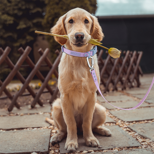 パーソナライズ可能なシリコン製犬用首輪：豪華、調節可能、PVC防水ウェビング、しつけ用 - Product Image 6