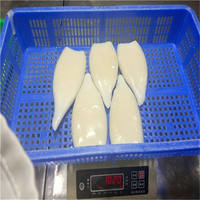 Illex Frozen Calamars Calmar Tubes U5 U7 U10 Style Frais Emballage En Vrac Nature Caractéristique Produit En Gros