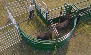 Stylo de travail du bétail portable Courses de bétail et corrals Alley-Équipement de manutention du bétail Bacs de foule en acier - Product Image 4