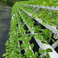 Serre agricole multi-chapelles complète avec système hydroponique NFT pour cocopeat, système de refroidissement et système d'ombrage