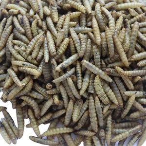 Venta al por mayor para fabricantes: Alimento profesional delicioso y de rápida digestión para aves, <span class=keywords><strong>gusanos</strong></span> grasos de 10 kg, 100% proteína natural en forma de pellets. - Product Image 1