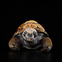 Peluche tortue de simulation personnalisée, jouet en peluche animal sauvage, poupée mignonne pour zoo, jardin botanique, boutique de cadeaux, usine, personnalisation OEM ODM