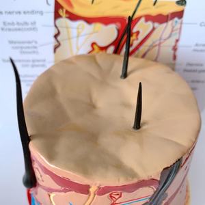 Modelo Anatómico de Alta Calidad para Demostración del Crecimiento del Cabello Humano, Circular, Saludable y con Aspecto de Piel - Product Image 4